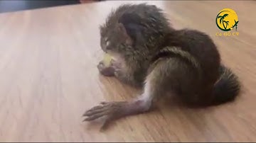 Sóc Đất - Cách nuôi sóc đất chưa mở mắt tới lúc trưởng thành