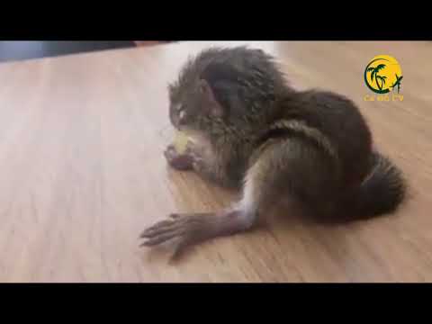 Video Sóc Đất - Cách nuôi sóc đất chưa mở mắt tới lúc trưởng... - youtube