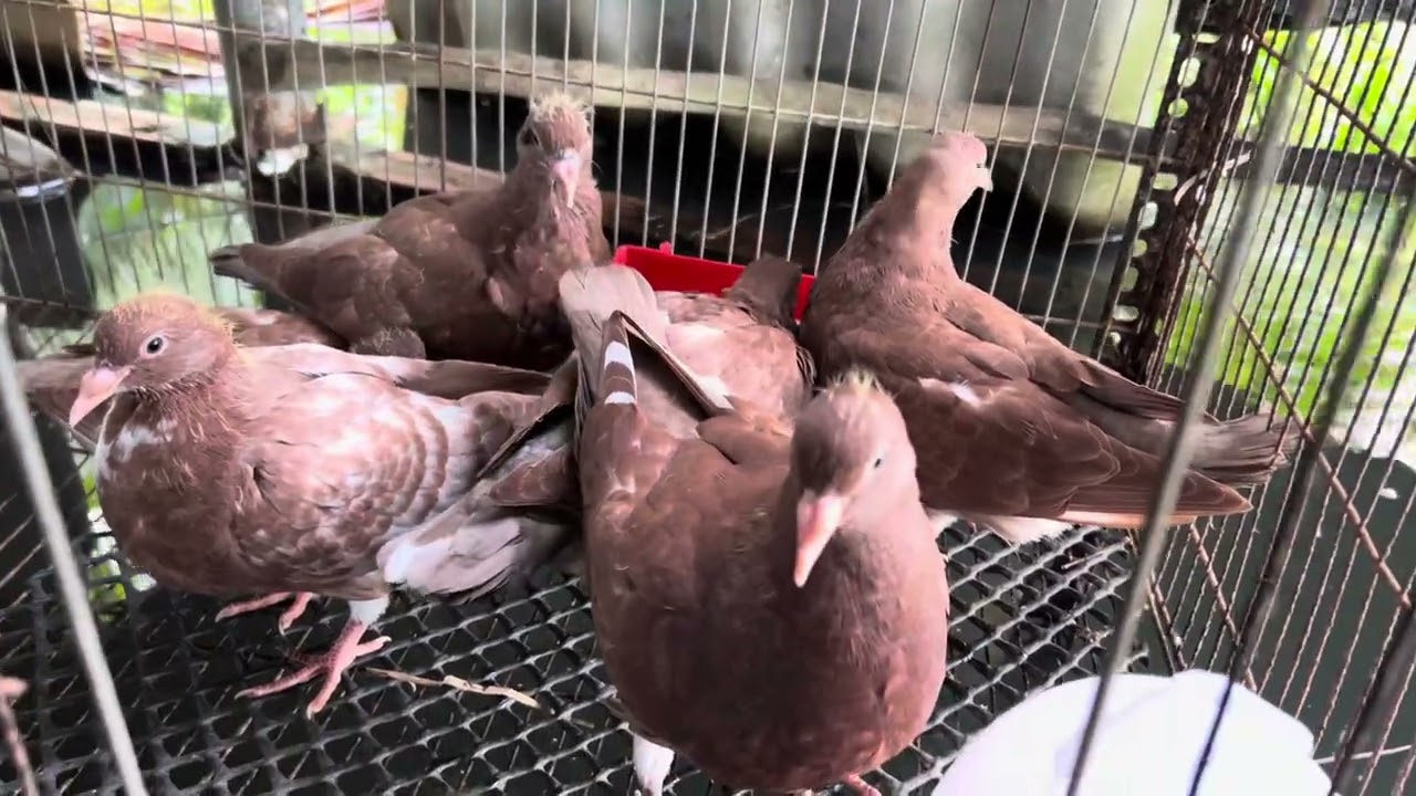 1/10/2025 3 cặp bồ câu gà 