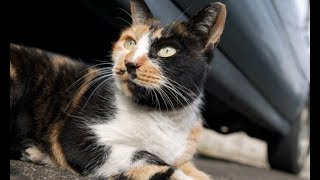 Уличная кошка посмотрела на меня, а потом повела за собой — требовалась срочная помощь Уличная кошка посмотрела на меня, а потом повела за собой — требовалась срочная помощь