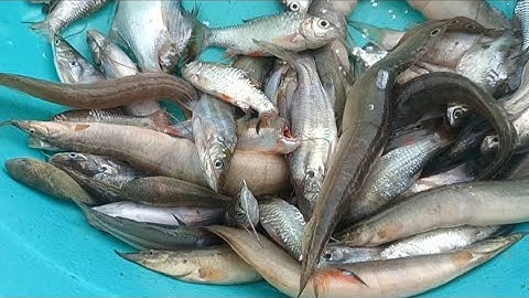 Tập 7 | Giăng lưới cá đồng mùa nước nổi dính đủ các loại cá @GócnhỏQuêTui