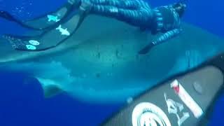 Total breathtaking experience. Aloha Scuba diving Company