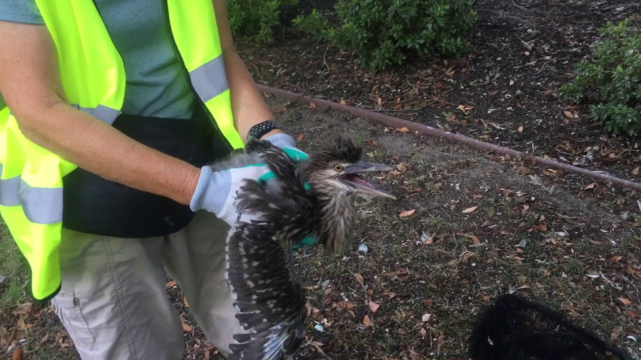 Sac Heron & Egret Rescue