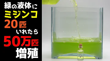 ミジンコ Mp3 ミジンコ Mp3