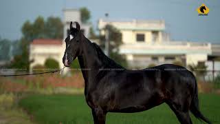 MARWARI HORSE II  FILLY RANI II ABHAY STUD FARM II MANN HORSE PHOTOGRAPHY