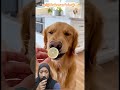 ada ada aja‼️@BrainmanAnimals #funny #pets #shortvideo