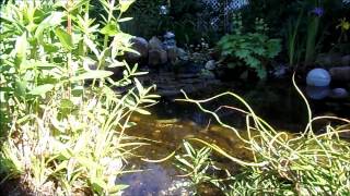 20120527_Garten.wmv