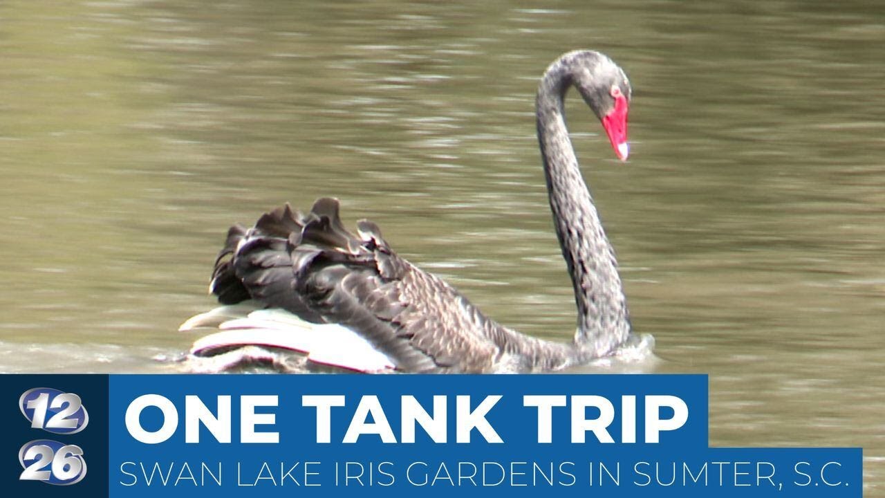 WILD SWANS BRANCH カラビナM One Tank Trips: See every swan species at this South Carolina park
