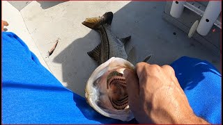 WE ARE BACK!! Fishing at River Park with Live Shrimp and Top Water Lures | Port Saint Lucie FL
