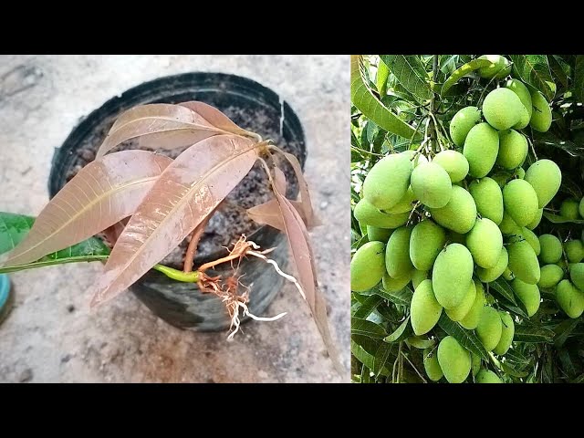 Unique and strange mango growing techniques / Just take the leaves to plant class=