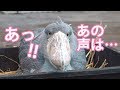 おばあちゃんとハシビロコウ【11月のふたば2】 Shoebill and an old lady