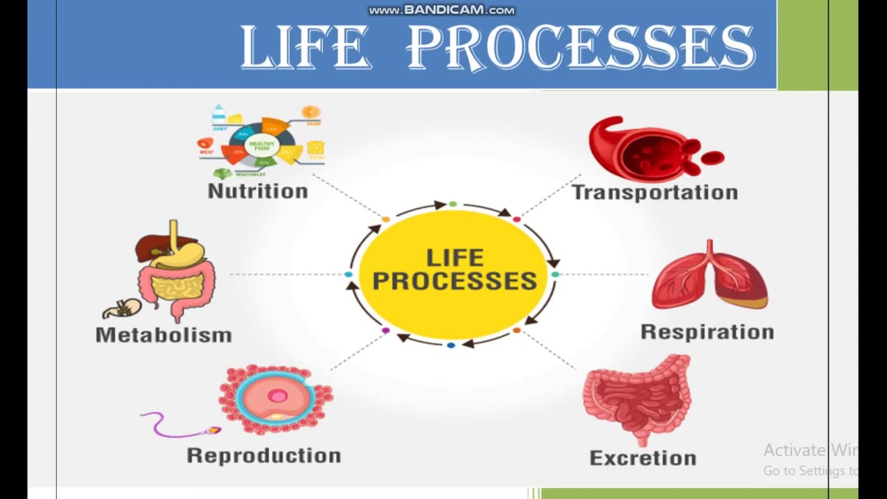 Heterotrophic Nutrition. Life processes