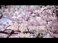 坂本冬美 桜の如く