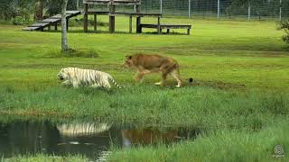 There Is No Privacy When Youre Living With A Lion