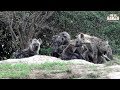 Massive Hyena Den In The Maasai Mara