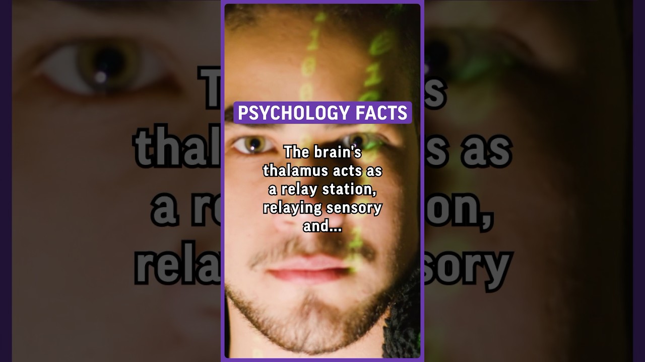 The brain's thalamus acts as a relay station, relaying sensory and motor signals… 