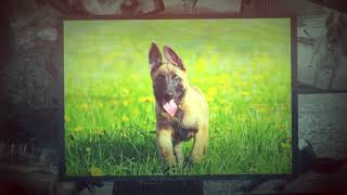 How to Train Belgian Malinois Obedience Training by Mark Mendoza - Dog Training Tips 295 views 5 years ago 53 seconds