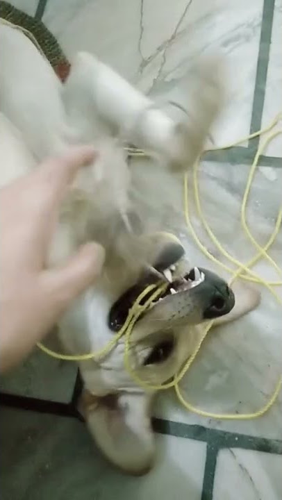 fun with Coco #cocofun #youtubeshorts #shorts