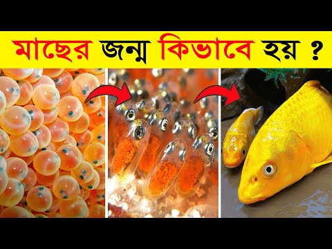 ভিডিও: শিকারী মাছ। শিকারী মাছের প্রজাতি এবং বৈচিত্র্য