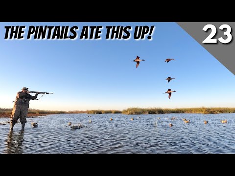 There Were Pintails Everywhere.. | Texas Public Land Duck Hunting