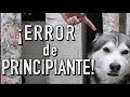 El mximo error al entrenar a un perro  martgon