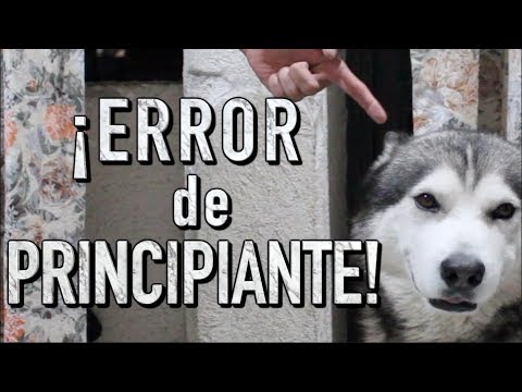 Video: Los 5 principales errores que los propietarios de husky hacen