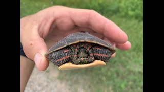 Saved a Turtle from an Infestation of Smooth Turtle Leeches