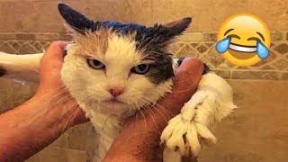 Funny Animal Videos 2023 😹 - Funniest Dogs and Cats Videos 😻 #39