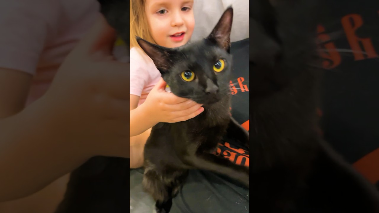 Чаузи Бритва оправдывает своё имя 😼