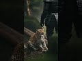 Spiked Armor vs.  Lion! #SpikedArmor #Wildlife #funny
