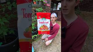 Tomato Tone To The Rescue  tomatoes tomato gardentips urbangarden