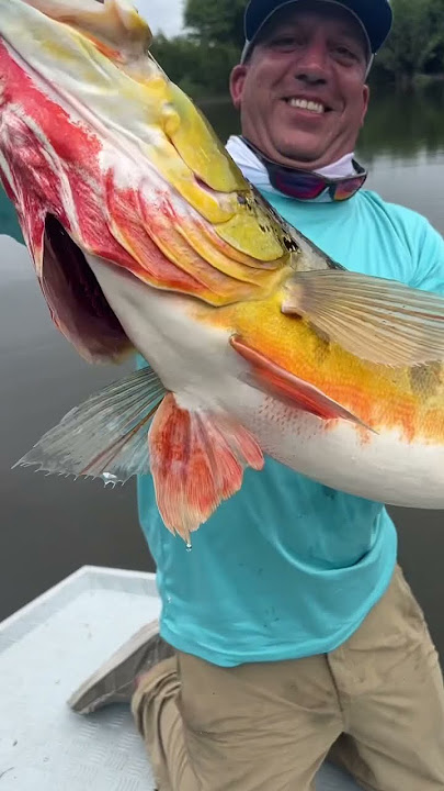 #fishing #peacockbass #amazon The greet Amazon Peacock Bass