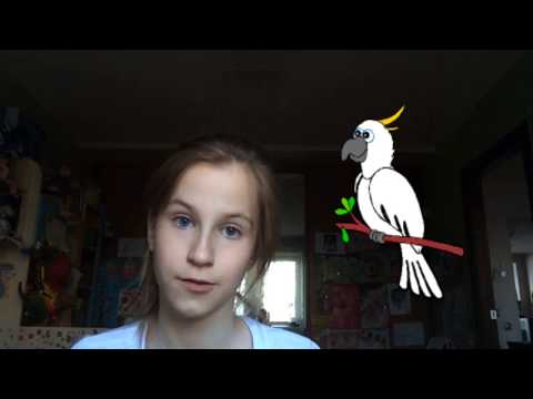 D•slice productions: About the parrot D•slice productions: About the parrot