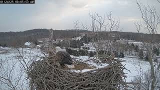 24-Jan-2025 Live! From the NCTC Eagle Nest - Camera 2 | Review bird nest with nature #birds #nature