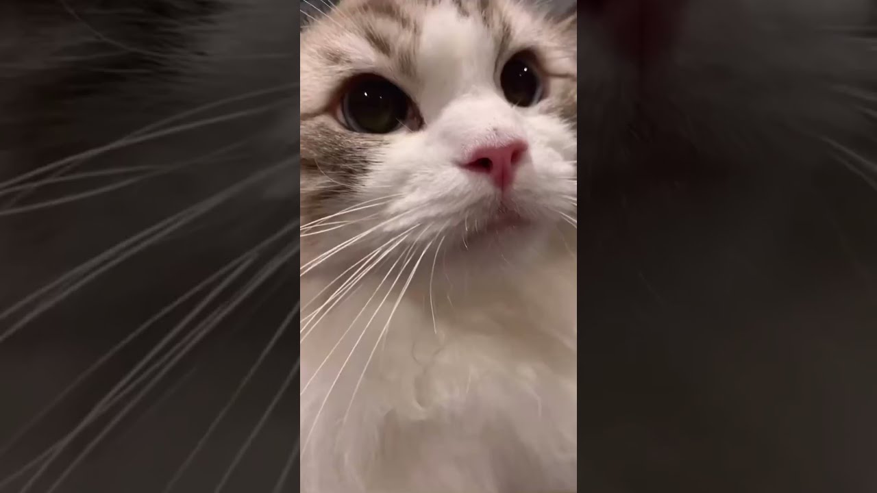Cute Cat Says Meow