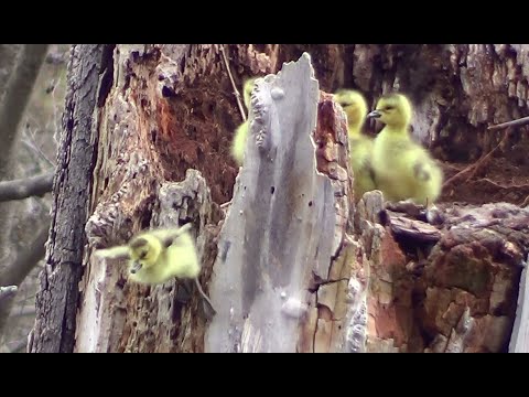 Video: Hvorfor hopper gåsunger fra klippene?