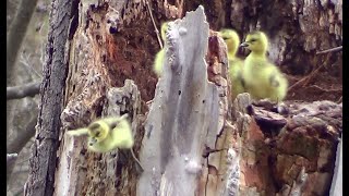 Goslings Jump From Tree Nest HQ HD