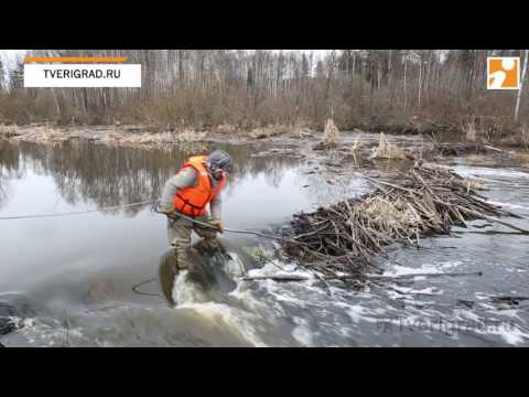 разбор бобровой плотины