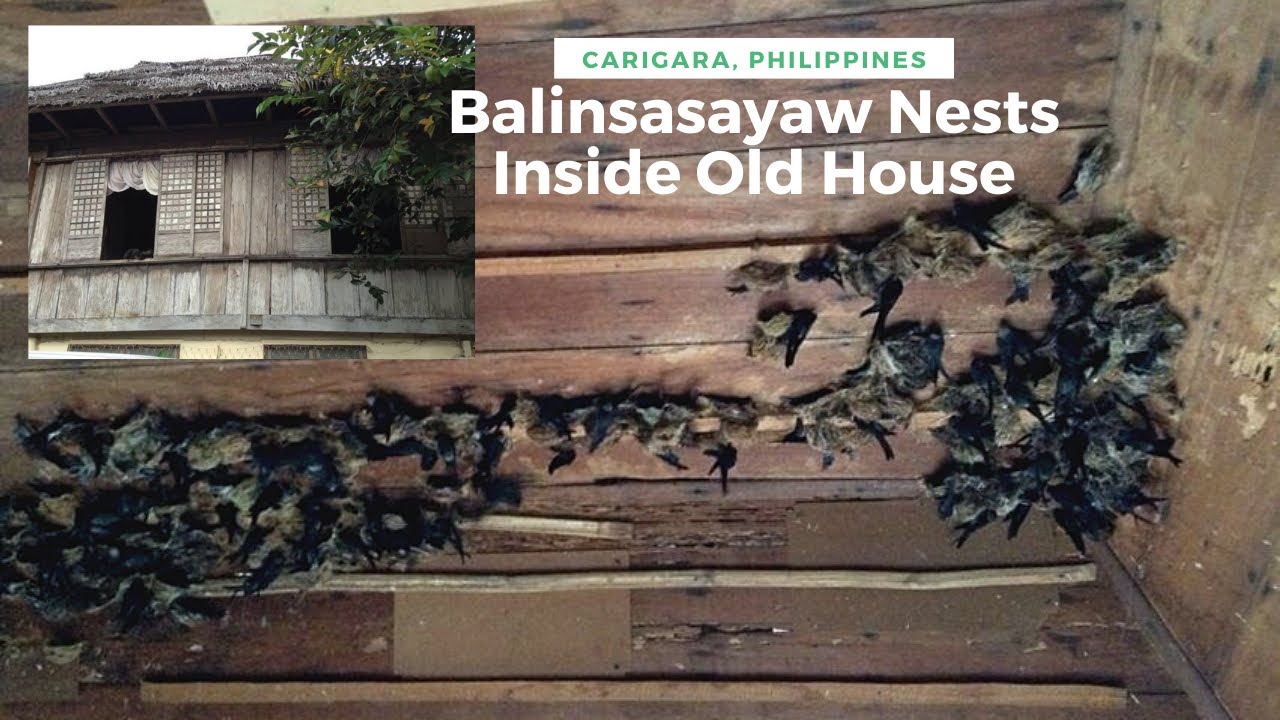 Balinsasayaw nests inside an old house in Carigara, Leyte YouTube