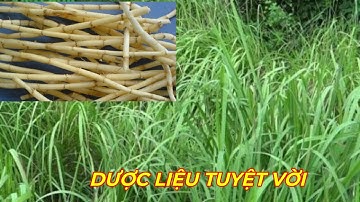 RỄ CÂY CỎ TRANH- CÔNG DỤNG DƯỢC LIỆU TUYỆT VỜI ít người biết.
