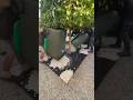 Restoring Lawns to Washing Walls 😍 #lawncare #satisfying #asmr