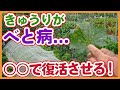 家庭菜園や農園のキュウリ栽培でベト病になったら・・・〇〇で復活！！摘葉と液肥で回復させる方法を徹底解説！/Tips for controlling cucumber downy mildew !