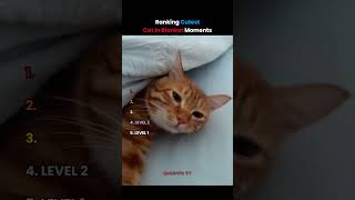 Ranking Cutest Cat In Blanket Moments ❤️ #cutecat  #funnyvideo #viral_video #funnycats
