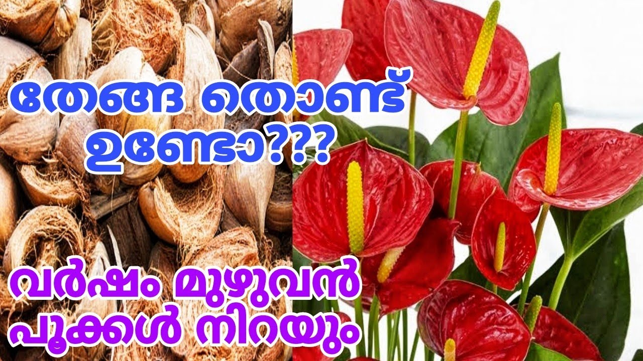 ആന്തൂറിയം ചെടികൾ പൂക്കൾ നിറയാൻ എളുപ്പവഴികൾ | Anthurium plant pro tips