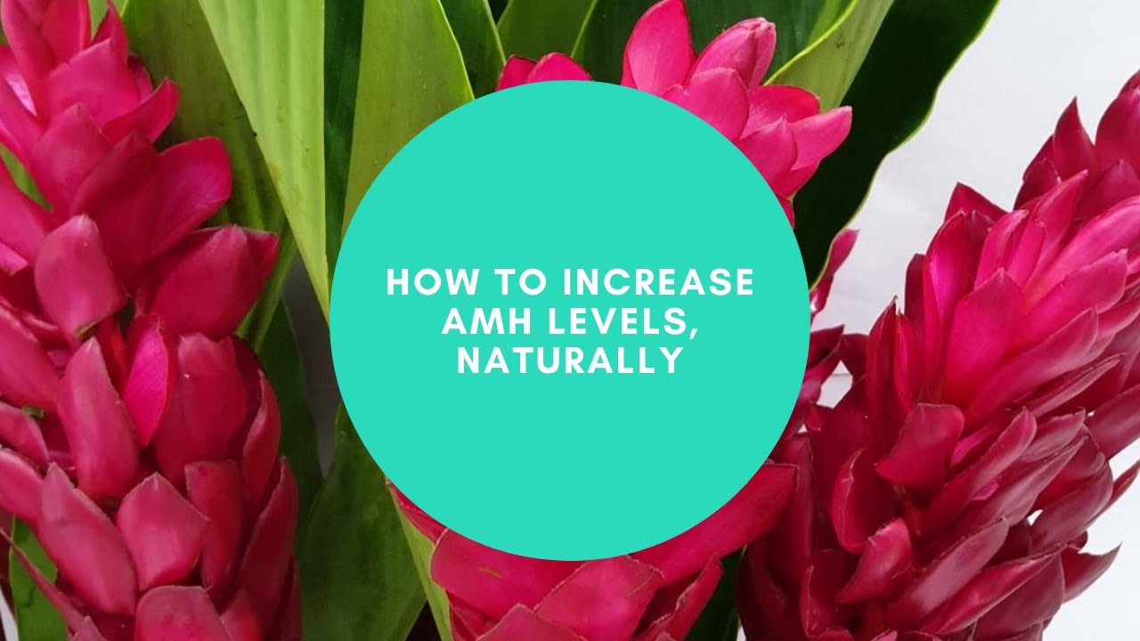 How To Increase Amh levels, naturally YouTube