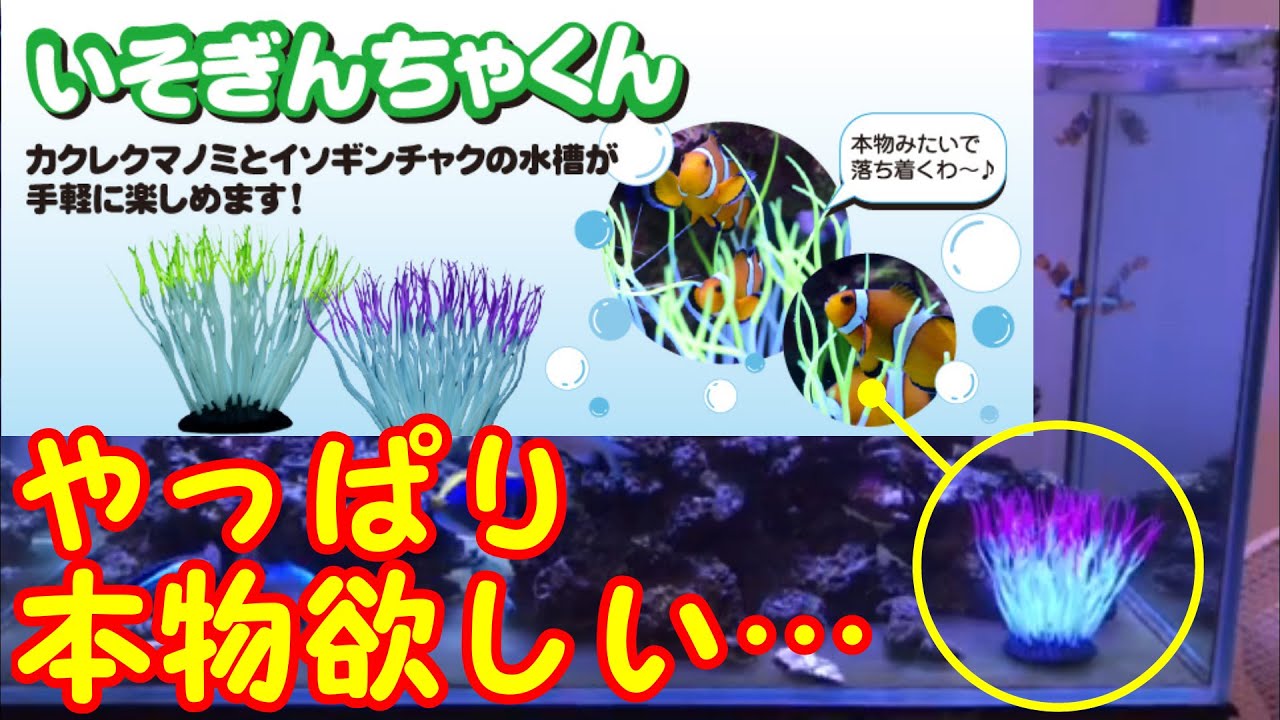 アクアリウム 海水水槽 アカネハナゴイ 飼育難しくないですか Youtube アクアリウム 海水水槽 アカネハナゴイ 飼育難しくないですか Youtube
