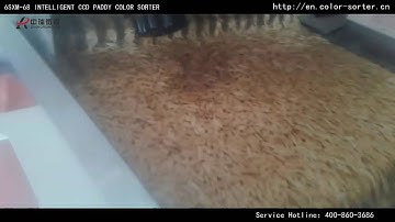 Paddy color sorter