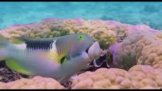 Watch Ocean Circus 3D - Underwater Around the World Trailer