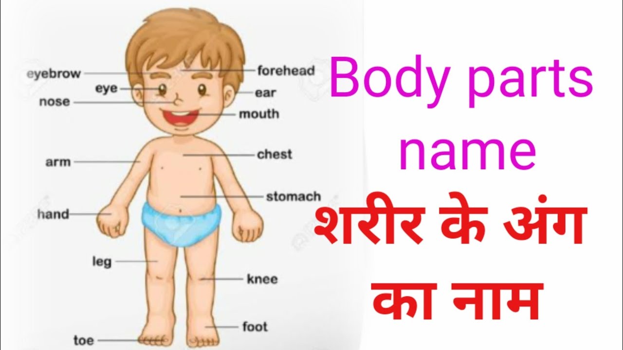 #Body parts name / parts of body name - YouTube