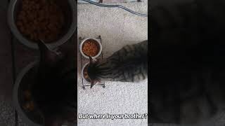 Kitties Eating Breakfast